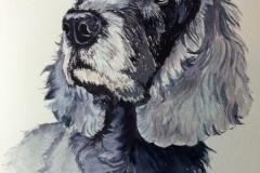Fanny aged 12 and 3/4 a blue roan cocker spaniel