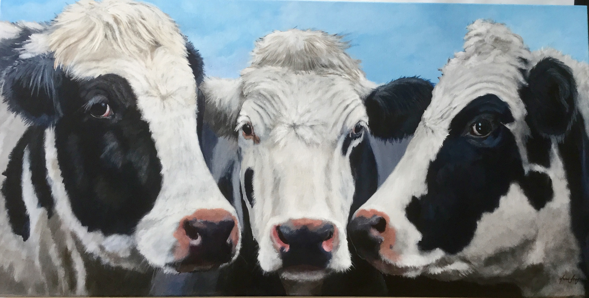 Cow Trio