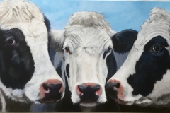 Cow Trio
