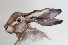 Hare watercolour